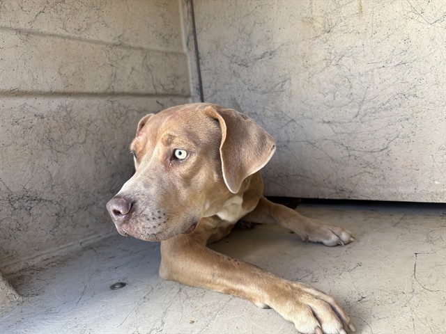 Shelter Stray Unknown Dog last seen Near BLOCK SW 10TH ST, OKLAHOMA CITY OK 73109, 2811 SE 29th St, Oklahoma City, OK 73129, USA