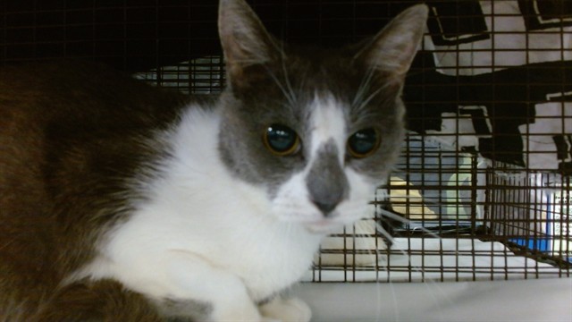 Shelter Stray Female Cat last seen Near BLOCK SW 67 AVE, 3599 NW 79th Ave, Doral, FL 33122, USA