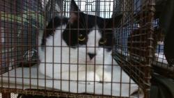 Shelter Stray Female Cat last seen Near BLOCK SW 67 AVE, 3599 NW 79th Ave, Doral, FL 33122, USA