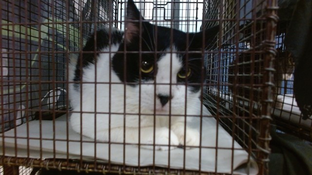 Shelter Stray Female Cat last seen Near BLOCK SW 67 AVE, 3599 NW 79th Ave, Doral, FL 33122, USA