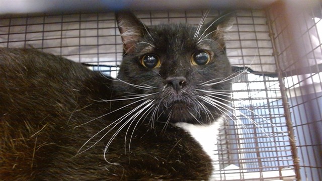 Shelter Stray Male Cat last seen Near BLOCK SW 67 AVE, 3599 NW 79th Ave, Doral, FL 33122, USA