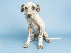 Shelter Stray Male Dog last seen 51ST & PECOS ON LAVEEN RESERVATION, 5501 E Van Buren St, Phoenix, AZ 85008, USA