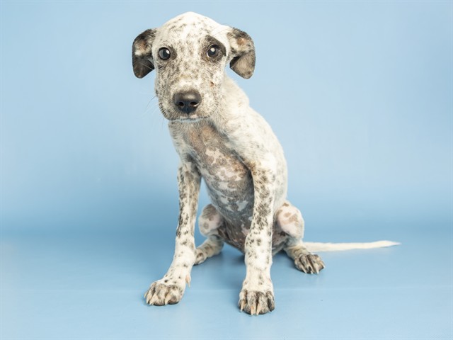 Shelter Stray Male Dog last seen 51ST & PECOS ON LAVEEN RESERVATION, 5501 E Van Buren St, Phoenix, AZ 85008, USA