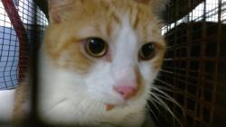 Shelter Stray Male Cat last seen Near BLOCK SW 67 AVE, 3599 NW 79th Ave, Doral, FL 33122, USA