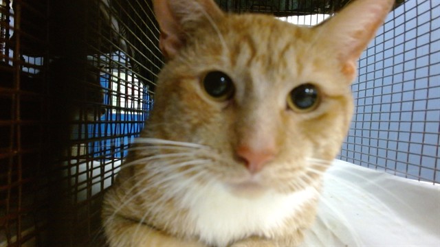 Shelter Stray Male Cat last seen Near BLOCK SW 67 AVE, 3599 NW 79th Ave, Doral, FL 33122, USA