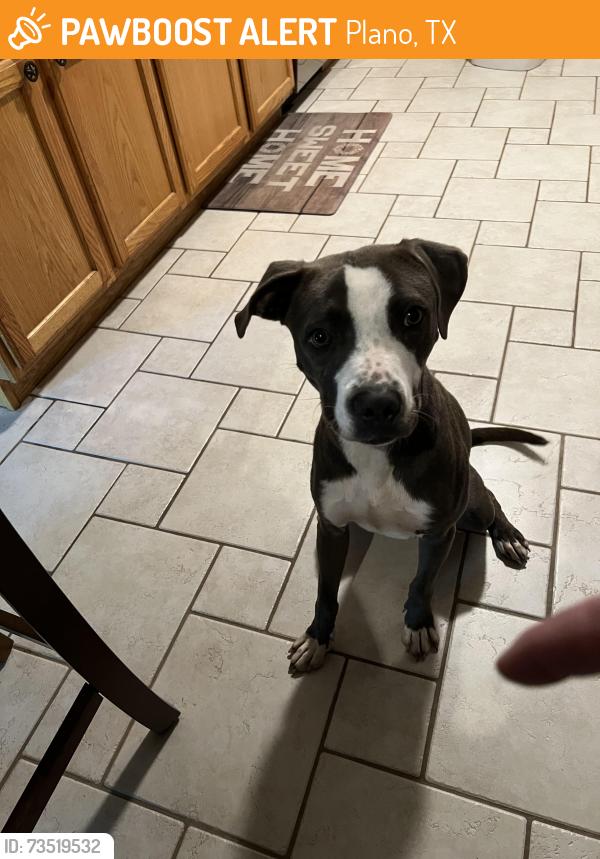 Found/Stray Male Dog last seen Rainer and Legacy, Plano, TX 75023