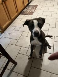 Found/Stray Male Dog last seen Rainer and Legacy, Plano, TX 75023