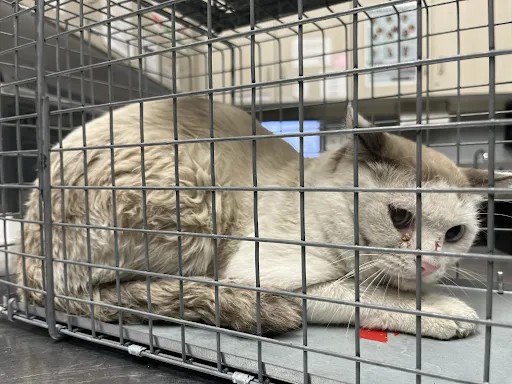 Shelter Stray Male Cat last seen Near BLOCK CHALLAS ST, LAS VEGAS NV 89110, 655 N Mojave Rd, Las Vegas, NV 89101, USA