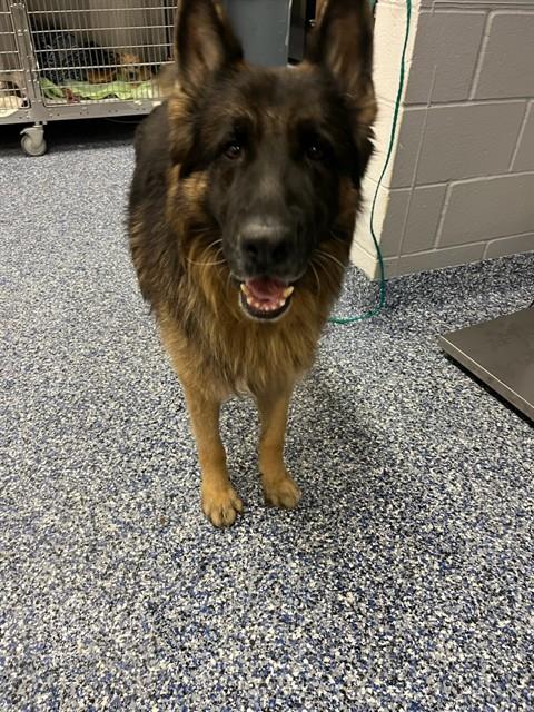 Shelter Stray Male Dog last seen Near AVENIDA MIROLA, DESERT HOT SPRINGS CA 92240, 72050 Pet Land Pl, Thousand Palms, CA 92276, USA