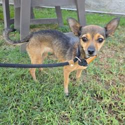 Shelter Stray Female Dog last seen Near BLK SOUTH ST, CERRITOS, CA 90703, Cerritos, CA 90703, USA