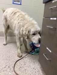 Shelter Stray Male Dog last seen Near BLOCK E 159TH AVE, 12155 Park Blvd, Brighton, CO 80601, USA