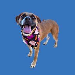 Shelter Stray Male Dog last seen Near BLOCK WOODY GRANITE RD, BAKERSFIELD CA 93308, 3951 Fruitvale Ave, Bakersfield, CA 93308, USA