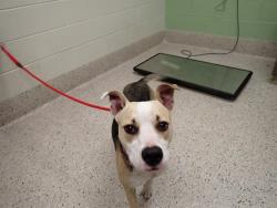Shelter Stray Female Dog last seen E 108TH PL AND COLORADO BLVD, 12155 Park Blvd, Brighton, CO 80601, USA
