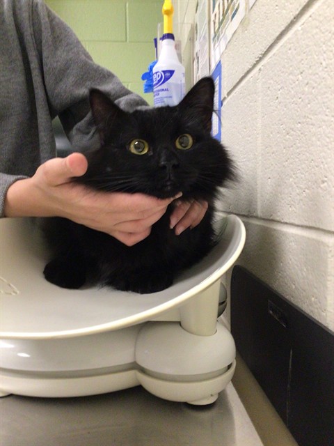 Shelter Stray Female Cat last seen Near BLOCK KRAMERIA ST, 12155 Park Blvd, Brighton, CO 80601, USA