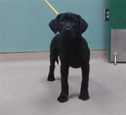 Shelter Stray Female Dog last seen Near BLOCK E 4TH ST, RENO NV 89512, 2825 Longley Ln Suite A, Reno, NV 89502, USA