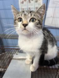 Shelter Stray Male Cat last seen Near BLOCK E 4TH ST, 333 Chandler Pl, San Bernardino, CA 92408, USA