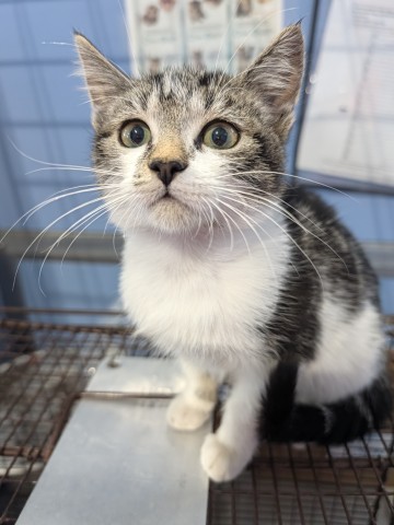 Shelter Stray Male Cat last seen Near BLOCK E 4TH ST, 333 Chandler Pl, San Bernardino, CA 92408, USA