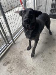 Shelter Stray Female Dog last seen MORGAN RD AND YARDLEY, 333 Chandler Pl, San Bernardino, CA 92408, USA