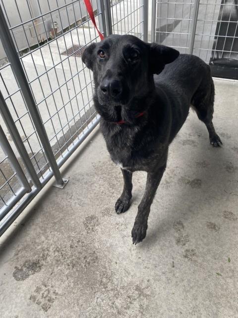 Shelter Stray Female Dog last seen MORGAN RD AND YARDLEY, 333 Chandler Pl, San Bernardino, CA 92408, USA