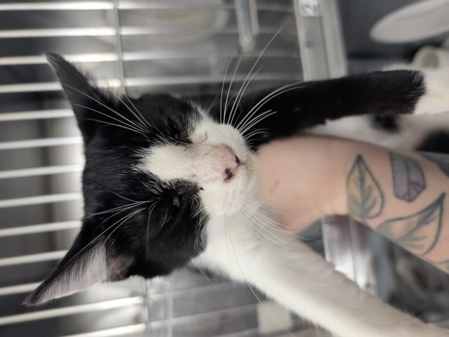 Shelter Stray Male Cat last seen , 333 Chandler Pl, San Bernardino, CA 92408, USA