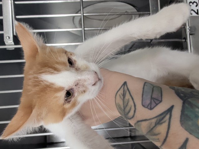 Shelter Stray Male Cat last seen , 333 Chandler Pl, San Bernardino, CA 92408, USA