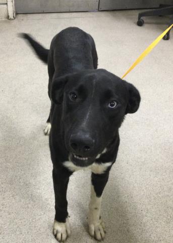 Shelter Stray Female Dog last seen Near BLOCK 52ND ST, JURUPA VALLEY, CA, 6851 Van Buren Boulevard, Jurupa Valley, CA 92509, USA