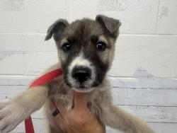 Shelter Stray Female Dog last seen N E ST & W 5TH ST, SAN BERNARDINO, CA, 92401, USA, 333 Chandler Pl, San Bernardino, CA 92408, USA