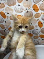 Shelter Stray Female Cat last seen Near BLOCK LA SIERRA AVE, RIVERSIDE CA 92505, 6851 Van Buren Boulevard, Jurupa Valley, CA 92509, USA