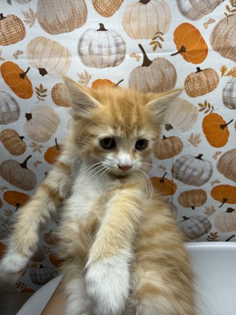 Shelter Stray Female Cat last seen Near BLOCK LA SIERRA AVE, RIVERSIDE CA 92505, 6851 Van Buren Boulevard, Jurupa Valley, CA 92509, USA