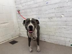 Shelter Stray Male Dog last seen GATWICK X LOGAN, 333 Chandler Pl, San Bernardino, CA 92408, USA