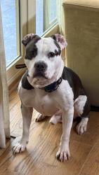 Reunited Male Dog last seen Near Mitchell Ct, Marietta, GA 30062, USA, Marietta, GA 30062
