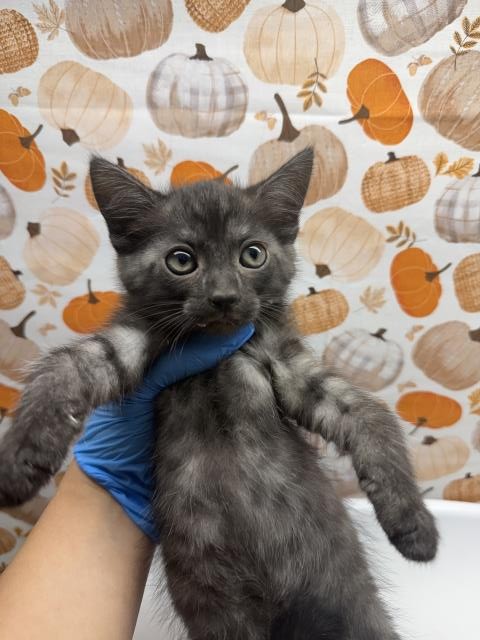 Shelter Stray Female Cat last seen Near BLOCK LA SIERRA AVE, RIVERSIDE CA 92505, 6851 Van Buren Boulevard, Jurupa Valley, CA 92509, USA
