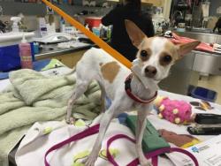 Shelter Stray Female Dog last seen Near BLOCK JACKSON ST, RIVERSIDE CA 92503, 6851 Van Buren Boulevard, Jurupa Valley, CA 92509, USA