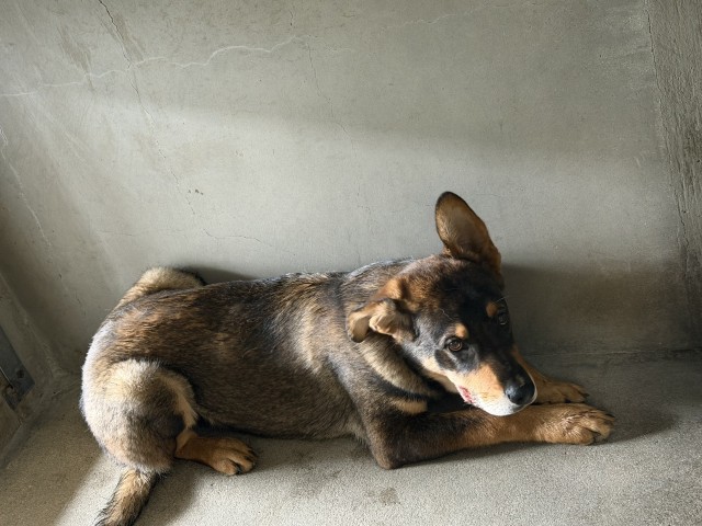 Shelter Stray Male Dog last seen BLACKSTONE, 333 Chandler Pl, San Bernardino, CA 92408, USA