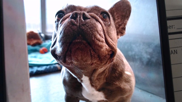 Shelter Stray Female Dog last seen Near BLOCK BRYANT AREA, 1419 Bryant St, San Francisco, CA 94103, USA