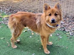 Shelter Stray Male Dog last seen , 14409 Vanowen St, Van Nuys, CA 91405, USA