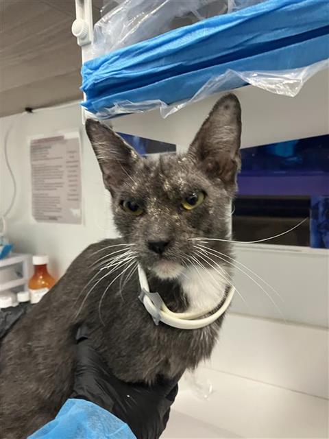 Shelter Stray Male Cat last seen Near BLOCK N BLACKSTONE AVE, FRESNO CA 93726 3807, 5277 E Airways Blvd, Fresno, CA 93727, USA