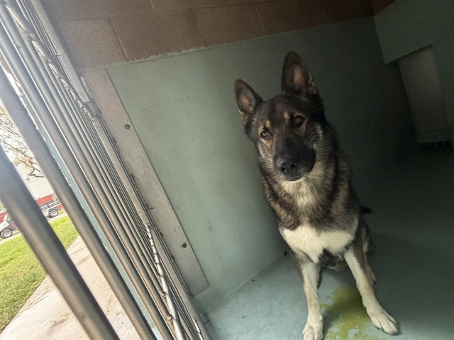 Shelter Stray Male Dog last seen SKINNER ST/LORENA ST, 92604, 6443 Oak Canyon, Irvine, CA 92618, USA