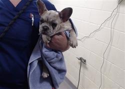 Shelter Stray Female Dog last seen Near BLOCK W BAYAUD AVE, DENVER CO 80223, 1241 W Bayaud Ave, Denver, CO 80223, USA