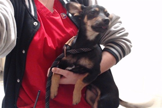 Shelter Stray Male Dog last seen Near BLOCK W GREEN MEADOWS PL, DENVER CO 80227, 1241 W Bayaud Ave, Denver, CO 80223, USA