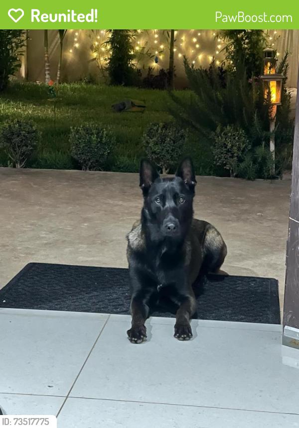 Reunited Female Dog last seen Raitt and Santa Ana Blvd, Santa Ana, CA 92703