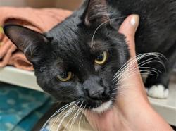 Shelter Stray Unknown Cat last seen Near BLOCK E CEDAR AVE, DENVER CO 80224, 1241 W Bayaud Ave, Denver, CO 80223, USA