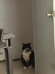 Lost Male Cat last seen E Borchard ave, Santa Ana, CA 92707