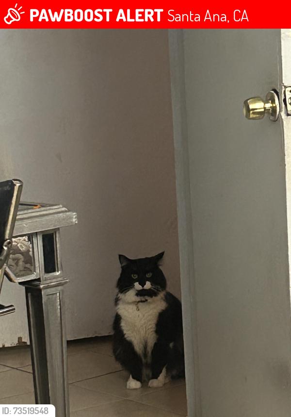 Lost Male Cat last seen E Borchard ave, Santa Ana, CA 92707