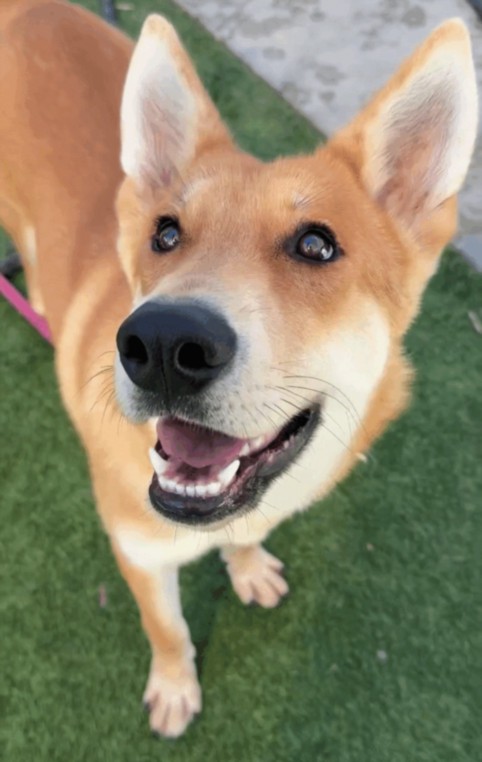Shelter Stray Male Dog last seen , 1850 W 60th St, Los Angeles, CA 90047, USA