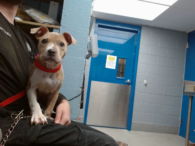 Shelter Stray Female Dog last seen 98TH / CENTRAL, 11800 Sunset Gardens Rd SW, Albuquerque, NM 87121, USA