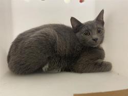 Shelter Stray Unknown Cat last seen Near BLOCK W CUSTER AVE, 3839 W Burnham St, West Milwaukee, WI 53215, USA