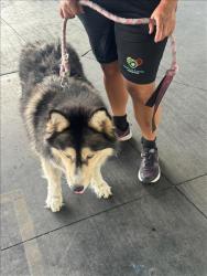 Shelter Stray Female Dog last seen , 1850 W 60th St, Los Angeles, CA 90047, USA