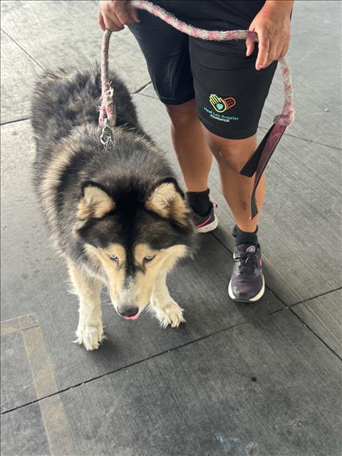 Shelter Stray Female Dog last seen , 1850 W 60th St, Los Angeles, CA 90047, USA