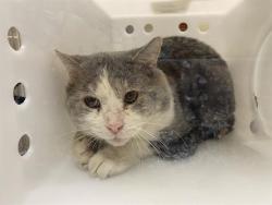 Shelter Stray Unknown Cat last seen Near BLOCK N 41ST ST, 3839 W Burnham St, West Milwaukee, WI 53215, USA